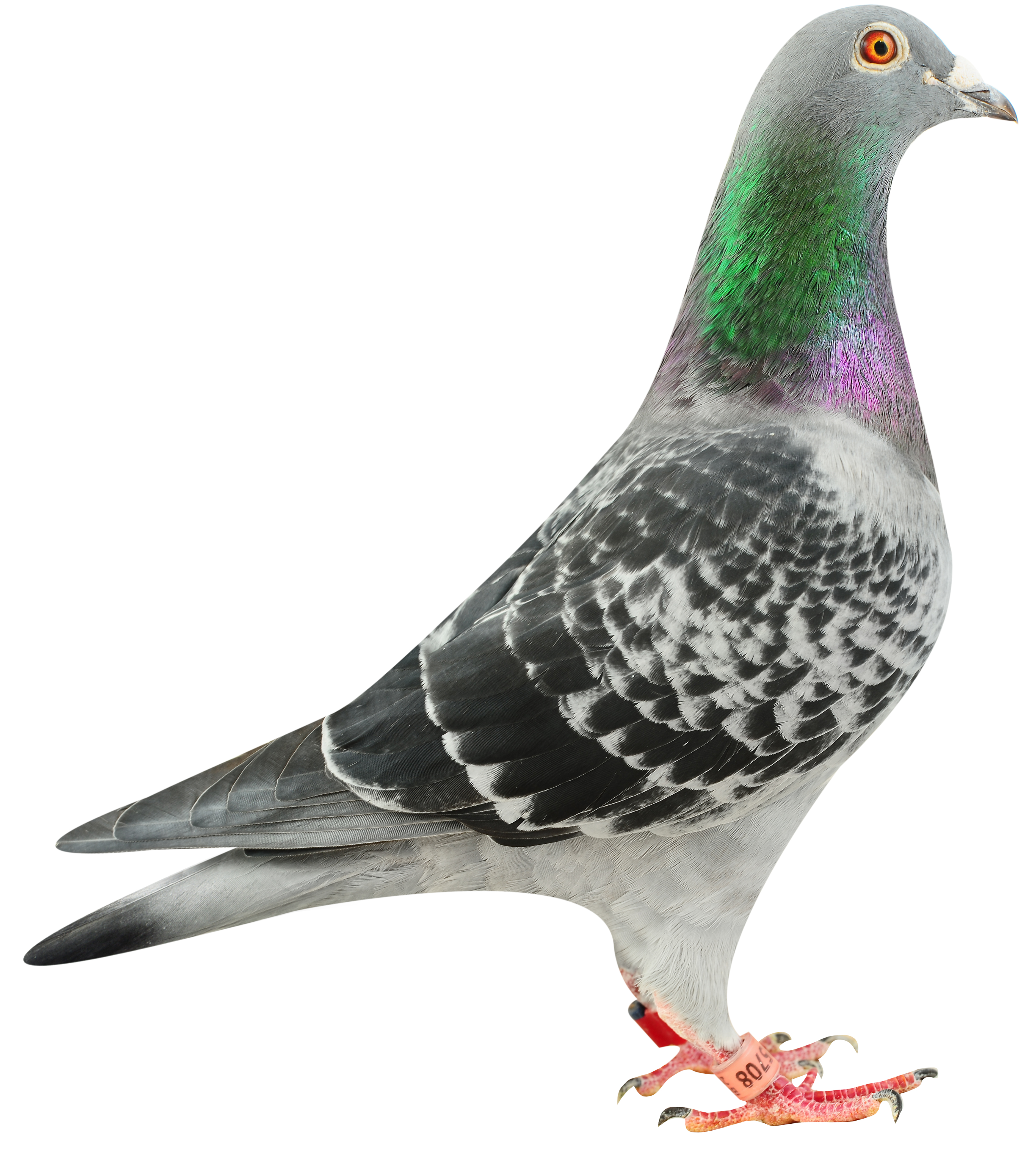 1e As Pigeon National du Grand Fond 2014 Yearling vient oussi a TBL!